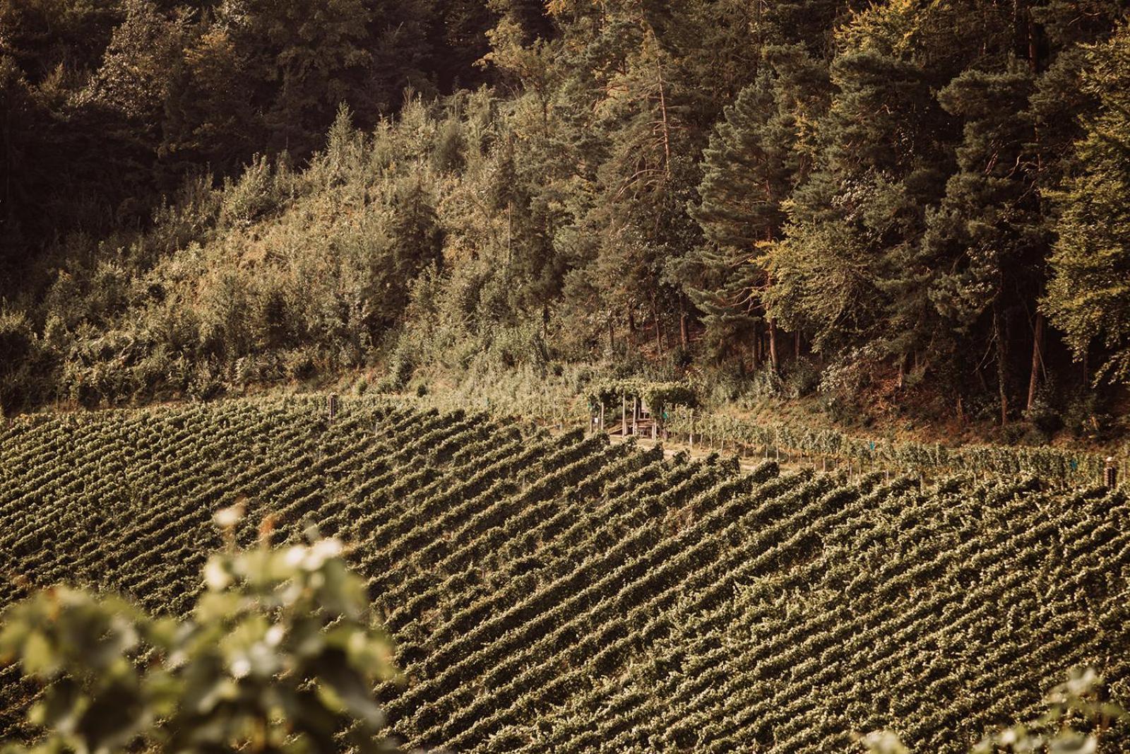Weingut Kollerhof Am Eichberg Villa Leutschach Exterior photo